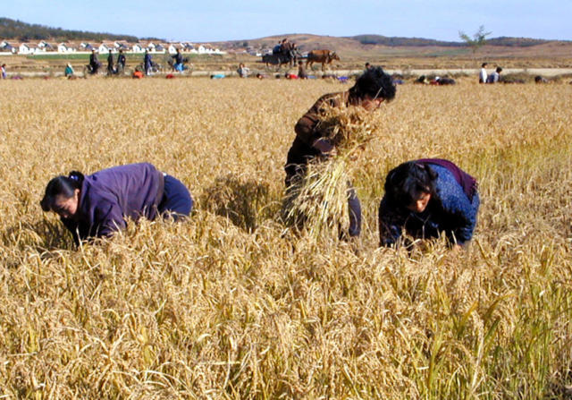 North Korean women are shown harvesting rice in North Pyongyang province. Many of the people helped by the Durihana Mission say hunger and poverty drive them to flee their homeland. (AP Photo/WFP, Gerald Bourke, HO)